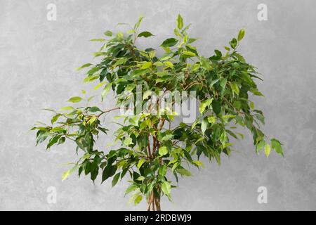 Lussureggiante corona verde di ficus benjamin contro una parete grigia all'interno. Fiori al coperto, elementi di design degli interni, piante in casa. Foto Stock