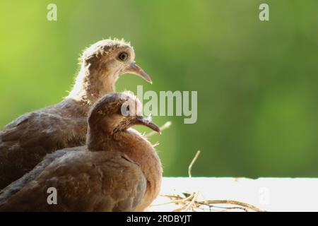 Due cuccioli di colomba ridendo (Spilopelia senegalensis) nel nido nella finestra aspettano di essere nutriti dalla loro madre. Foto Stock