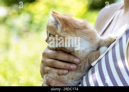 piccolo gattino dalla testa rossa sul petto della donna. Concetto di cura Foto Stock