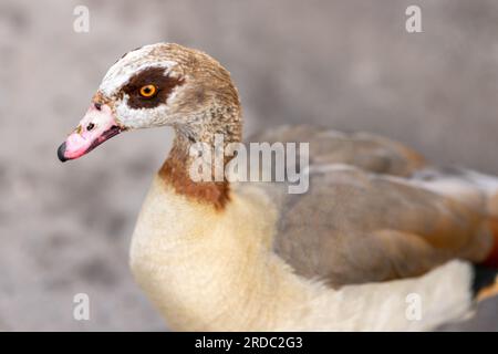 Egiziano Goose Alopochen aegyptiacus - Nilgans Foto Stock