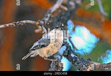 Pygmy Nuthatch che mangia un ragno in un albero nella Dixie National Forest nello Utah Foto Stock