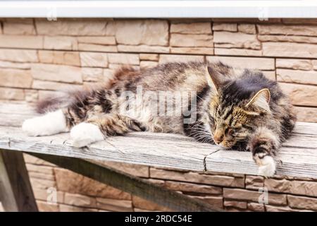 Il vero gatto adulto dorme su una panchina di legno durante il giorno d'estate Foto Stock