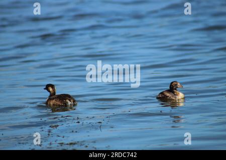 Due piccoli uccelli (Tachybaptus ruficollis) che nuotano nelle acque blu. Foto Stock