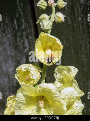 Bumblebee si siede su splendidi fiori di hollyhock nel giardino. mallow giallo fiorito. Foto Stock