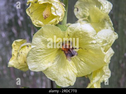 Bumblebee si siede su splendidi fiori di hollyhock nel giardino. mallow giallo fiorito. Foto Stock
