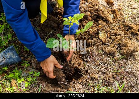 Primo piano di una mano premurosa che pianta alberi per combattere il riscaldamento globale. proteggere l'ambiente per le generazioni future. Foto Stock