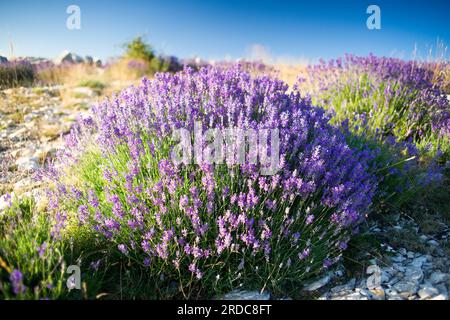 Vera lavanda (lavandula angustifolia) in provenza Foto Stock