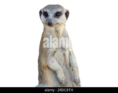 Meerkat isolato su sfondo bianco Foto Stock