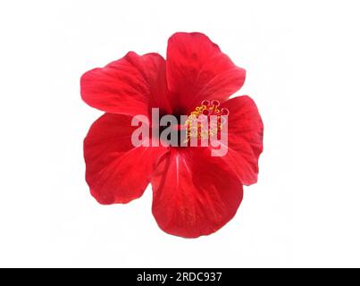 Fiore di ibisco hawaiano isolato su bianco. hibiscus rosa-sinensis Foto Stock