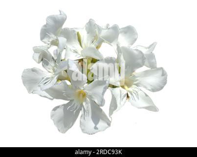 Fiore di Oleandro bianco isolato su bianco. Nerium oleander Foto Stock