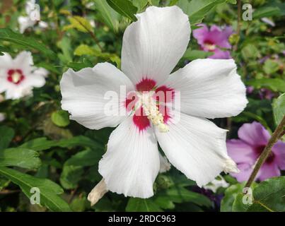 Rosa bianca di Sharon (Hibiscus syriacus) fiore in estate Foto Stock