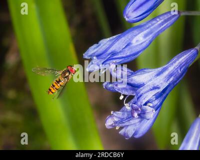 Marmellata hoverfly, Episyrphus balteatus, che si libra davanti alle trombe blu di Agapanthus 'Bressingham Blue' in un giardino del Regno Unito Foto Stock