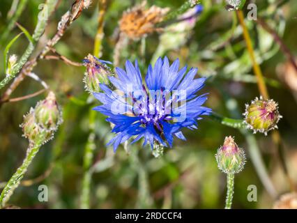 Primo piano del singolo fiore di mais, detto anche bottone di Bachelor (Centaurea cyanus o Cyanus segetum), un fiore blu della famiglia delle Asteraceae in estate, Inghilterra, Regno Unito. Foto Stock