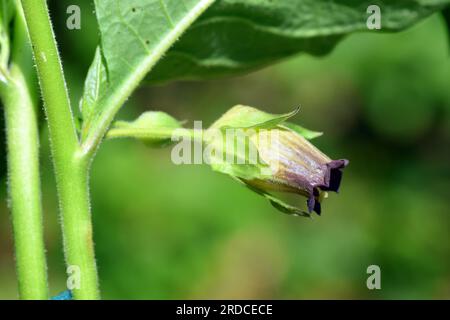 Particolare del fiore belladonna (Atropa belladonna) una specie tossica e medicinale. Foto Stock