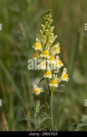 Il bellissimo fiore selvatico - Toadflax comune (Linaria vulgaris) completo di insetti volanti, Suffolk, Regno Unito Foto Stock