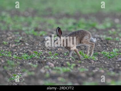 Una Leveret di Lepre bruna (Lepus europaeus) che attraversa un campo di barbabietola da zucchero e mostra come si muove, le gambe lunghe e la colonna vertebrale flessibile. Suffolk, Regno Unito Foto Stock