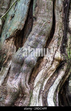 Big Western Red Cedar Tree Trunk Foto Stock