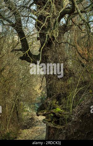 Le radici di quercia tengono il suolo di una scarpata. Abruzzo, Italia, Europa Foto Stock