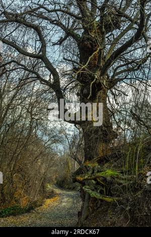 Le radici di quercia tengono il suolo di una scarpata. Abruzzo, Italia, Europa Foto Stock