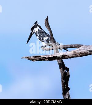 Il Pied Kingfisher può passare il volo per individuare le prede, ma utilizzerà posatoi sopra i fiumi e le piscine dove possono osservare le prede. Foto Stock