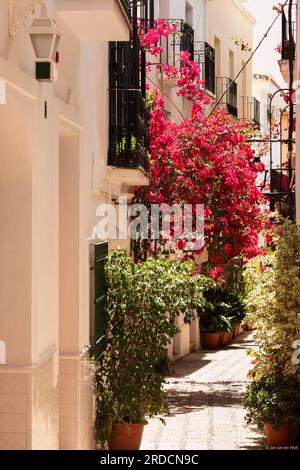 Vicolo stretto con piante e fiori di bouganville rossi nel centro della città vecchia di Marbella in Spagna. Foto Stock