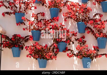 Begonie fiorite in vasi blu su una parete chiara nel centro storico di Marbella, Costa del Sol, Spagna. Foto Stock