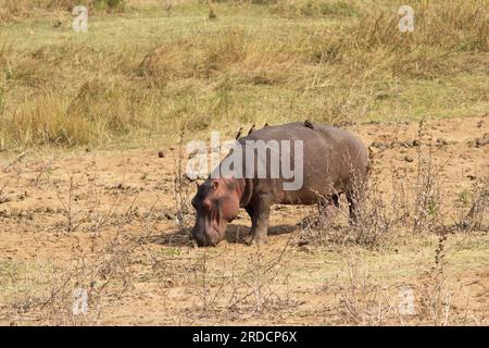 Ippopotamo Foto Stock