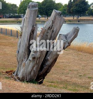 Un albero grigio ceppo su un'erba bruciata dal sole accanto a un lago. Estate secca. Foto Stock