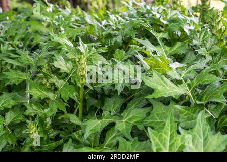 L'acanthus balcanicus è una pianta erbacea perenne endemica del genere Acanthus, originaria della penisola balcanica, fino alla Dalmazia. Foto Stock