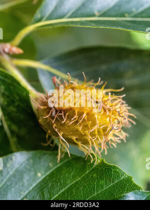 Primo piano della buccia sgargiante delle noci del Fagus orientalis comunemente noto come faggio orientale. Foto Stock