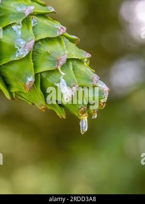 Primo piano di sap che gocciola da un cono di pino in una foresta del Regno Unito. Foto Stock