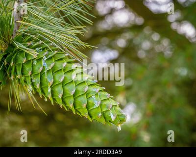 Primo piano di sap che gocciola da un cono di pino in una foresta del Regno Unito. Foto Stock