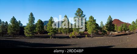 Pini Ponderosa, colata di lava Bonito, Sunset Crater National Monument, Arizona Foto Stock