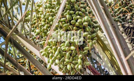 Datteri verdi crudi sulla palma Dammam Arabia Saudita Foto Stock