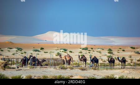 Gruppo di cammelli vicino all'area del deserto di Dammam. Arabia Saudita. Foto Stock