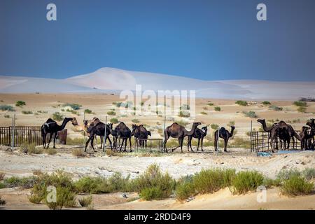 Gruppo di cammelli vicino all'area del deserto di Dammam. Arabia Saudita. Foto Stock