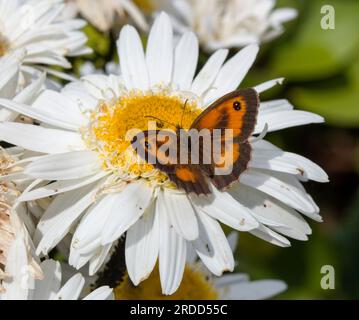 Guardiana femminile farfalla Pyronia tithonus Wings Open on White Leucanthemum Flower Head Foto Stock