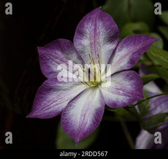 Testa del fiore Clematis bianco viola Foto Stock