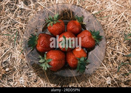 un sacco di fragole mature e succose giacenti in un piatto su una vista di fondo fieno dall'alto, dieta, prodotto sano. Foto Stock