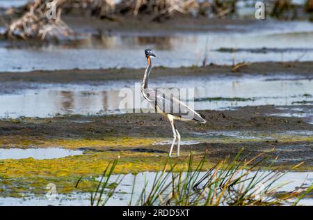 Heron tricolore in una palude a caccia di cibo. Foto Stock