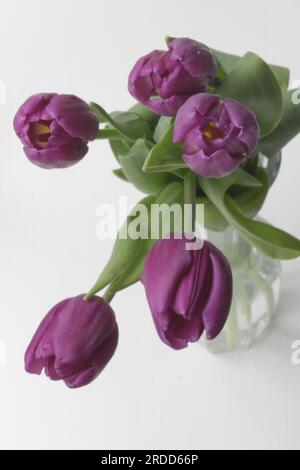 Un mucchio di tulipani viola fioriscono in un vaso limpido. C'è uno sfondo bianco. Foto Stock