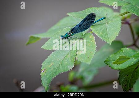 Primo piano di una splendida Demoiselle Damselfly con ali color smeraldo e blu dall'aspetto metallico e corpo su una foglia verde Foto Stock