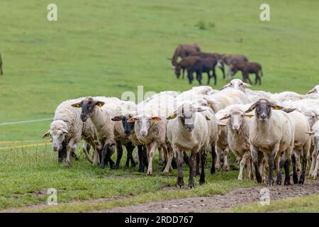 Mandria di pecore nel parco nazionale Muranska Planina, Slovacchia Foto Stock