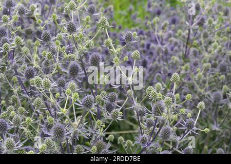 Primo piano della pianta erbacea perenne erbacea blu da giardino eryngium planum glitter blu. Foto Stock