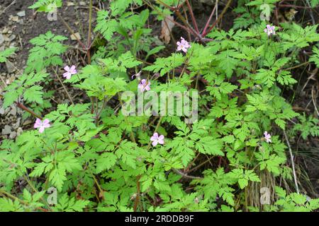 Geranio (Geranio robertianum) cresce in natura Foto Stock