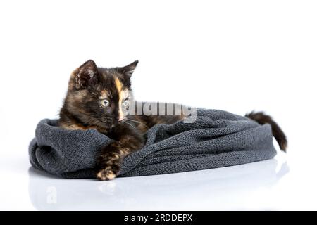 Un gatto colorato e reclinabile a guscio di tartaruga giace in una sciarpa e guarda a destra, osservando attentamente. Foto Stock