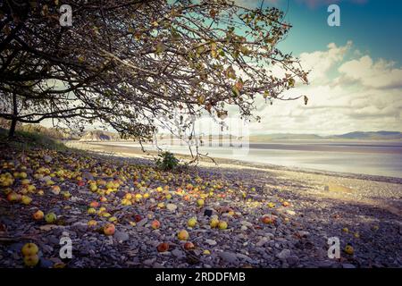 Un albero di mele sulla spiaggia circondato da mele cadute che si affacciano su una costa pittoresca con una bassa marea sotto un cielo blu e nuvoloso. Foto Stock