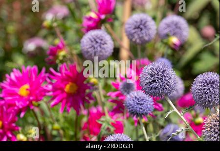 Splendidi e colorati bordi di fiori misti al RHS Wisley Garden, Surrey, Regno Unito. Le ampie aiuole hanno principalmente piante perenni che crescono in esse. Foto Stock