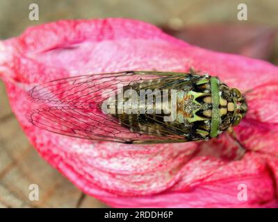 Foto macro dalla cima di una cicada verde su un fiore rosso, catturato in un giardino vicino alla città coloniale di Villa de Leyva, nella Colombia centrale. Foto Stock