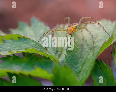 Fotografia macro di un ragno di lince sulla caccia su una foglia. Catturato in un giardino vicino alla città coloniale di Villa de Leyva, nella Colombia centrale. Foto Stock